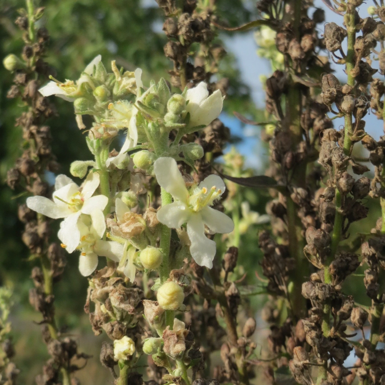FuturePlanter Alle Pflanzen Im Shop Mehlige Königskerze (Verbascum Lychnitis) 8 FuturePlanter Alle Pflanzen Im Shop Mehlige Königskerze (Verbascum Lychnitis)