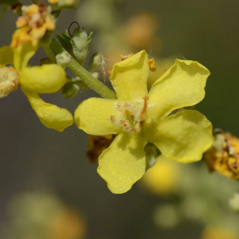 FuturePlanter Alle Pflanzen Im Shop Mehlige Königskerze (Verbascum Lychnitis) 1 FuturePlanter Alle Pflanzen Im Shop Mehlige Königskerze (Verbascum Lychnitis)