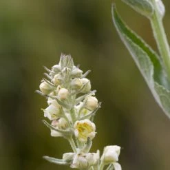 FuturePlanter Alle Pflanzen Im Shop Mehlige Königskerze (Verbascum Lychnitis) 13 FuturePlanter Alle Pflanzen Im Shop Mehlige Königskerze (Verbascum Lychnitis)