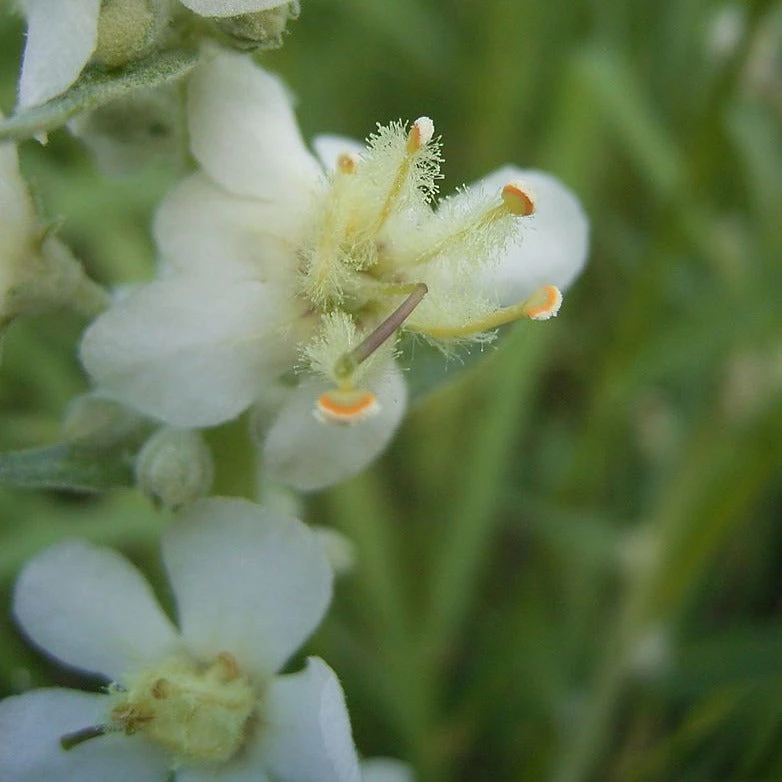 FuturePlanter Alle Pflanzen Im Shop Mehlige Königskerze (Verbascum Lychnitis) 4 FuturePlanter Alle Pflanzen Im Shop Mehlige Königskerze (Verbascum Lychnitis)