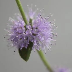 FuturePlanter Alle Pflanzen Im Shop Polei-Minze (Mentha Pulegium)
