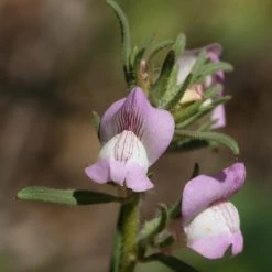 FuturePlanter Acker-Löwenmaul (Misopates Orontium) 11 FuturePlanter Acker-Löwenmaul (Misopates Orontium)