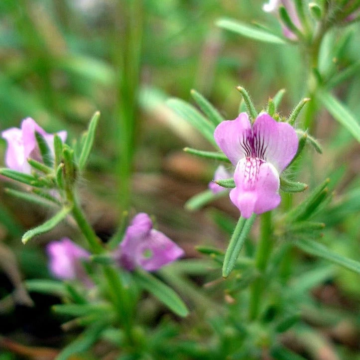 FuturePlanter Acker-Löwenmaul (Misopates Orontium) 6 FuturePlanter Acker-Löwenmaul (Misopates Orontium)