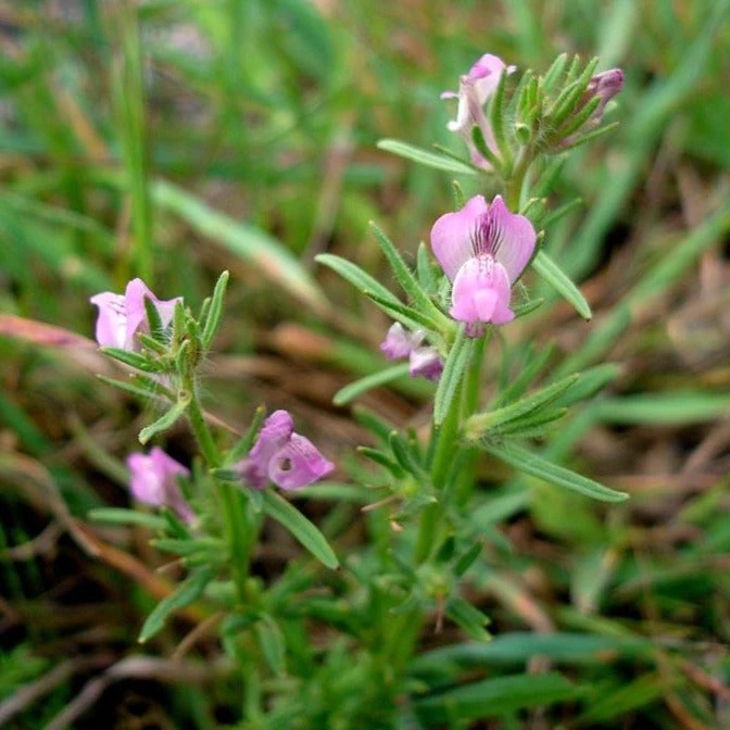 FuturePlanter Acker-Löwenmaul (Misopates Orontium) 7 FuturePlanter Acker-Löwenmaul (Misopates Orontium)