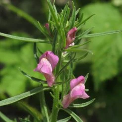 FuturePlanter Acker-Löwenmaul (Misopates Orontium)