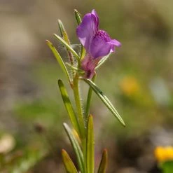FuturePlanter Acker-Löwenmaul (Misopates Orontium)