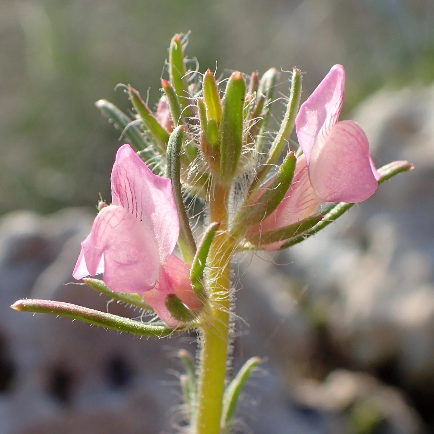 FuturePlanter Acker-Löwenmaul (Misopates Orontium) 8 FuturePlanter Acker-Löwenmaul (Misopates Orontium)