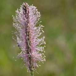 FuturePlanter Alle Pflanzen Im Shop Mittlerer Wegerich (Plantago Media)