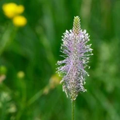 FuturePlanter Alle Pflanzen Im Shop Mittlerer Wegerich (Plantago Media)