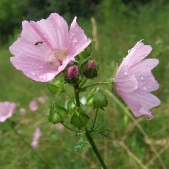 FuturePlanter Moschus-Malve (Malva Moschata)