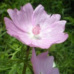 FuturePlanter Moschus-Malve (Malva Moschata)