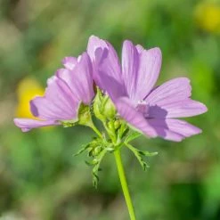 FuturePlanter Moschus-Malve (Malva Moschata)