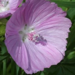 FuturePlanter Moschus-Malve (Malva Moschata)
