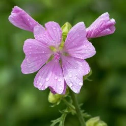 FuturePlanter Moschus-Malve (Malva Moschata)