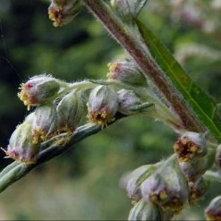 FuturePlanter Beifuss (Artemisia Vulgaris) Alle Pflanzen Im Shop