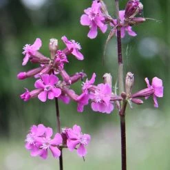 FuturePlanter Gemeine Pechnelke (Silene Viscaria)