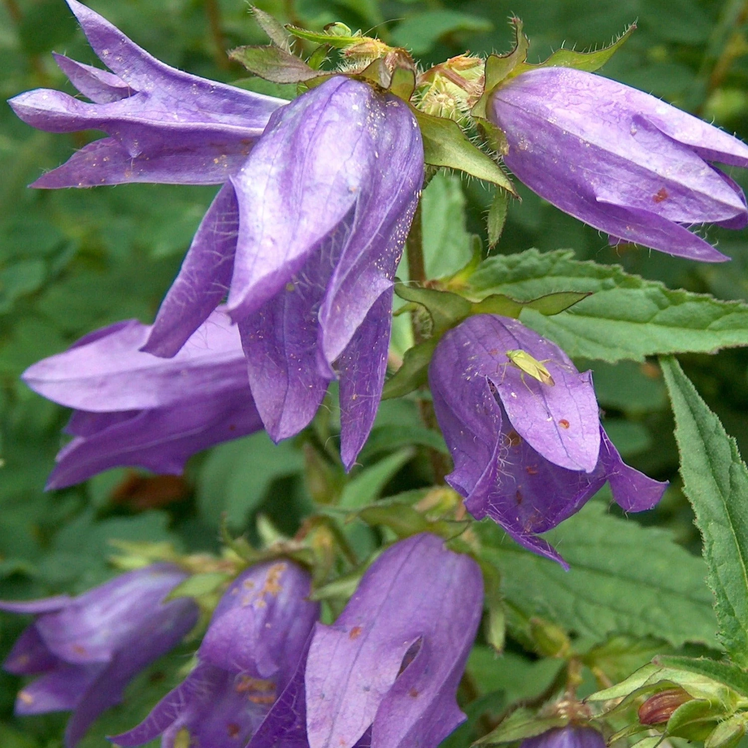 FuturePlanter Nesselblättrige Glockenblume (Campanula Trachelium) Alle Pflanzen Im Shop 5 FuturePlanter Nesselblättrige Glockenblume (Campanula Trachelium) Alle Pflanzen Im Shop