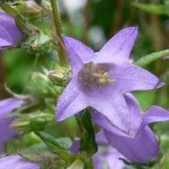 FuturePlanter Nesselblättrige Glockenblume (Campanula Trachelium) Alle Pflanzen Im Shop 15 FuturePlanter Nesselblättrige Glockenblume (Campanula Trachelium) Alle Pflanzen Im Shop