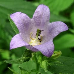 FuturePlanter Nesselblättrige Glockenblume (Campanula Trachelium) Alle Pflanzen Im Shop 13 FuturePlanter Nesselblättrige Glockenblume (Campanula Trachelium) Alle Pflanzen Im Shop