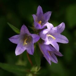 FuturePlanter Nesselblättrige Glockenblume (Campanula Trachelium) Alle Pflanzen Im Shop 10 FuturePlanter Nesselblättrige Glockenblume (Campanula Trachelium) Alle Pflanzen Im Shop