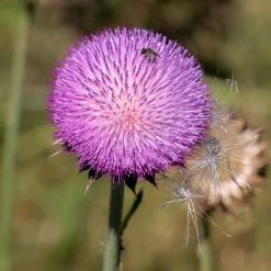 FuturePlanter Nickende Distel (Carduus Nutans) Alle Pflanzen Im Shop