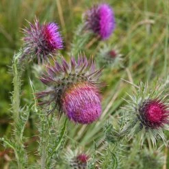 FuturePlanter Nickende Distel (Carduus Nutans) Alle Pflanzen Im Shop
