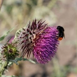 FuturePlanter Nickende Distel (Carduus Nutans) Alle Pflanzen Im Shop
