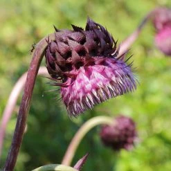 FuturePlanter Nickende Distel (Carduus Nutans) Alle Pflanzen Im Shop