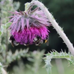 FuturePlanter Nickende Distel (Carduus Nutans) Alle Pflanzen Im Shop