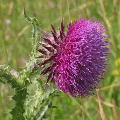 FuturePlanter Nickende Distel (Carduus Nutans) Alle Pflanzen Im Shop