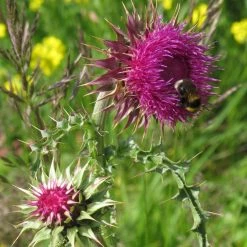 FuturePlanter Nickende Distel (Carduus Nutans) Alle Pflanzen Im Shop