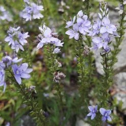 FuturePlanter Niederliegender Ehrenpreis (Veronica Prostrata) Alle Pflanzen Im Shop