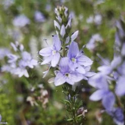 FuturePlanter Niederliegender Ehrenpreis (Veronica Prostrata) Alle Pflanzen Im Shop