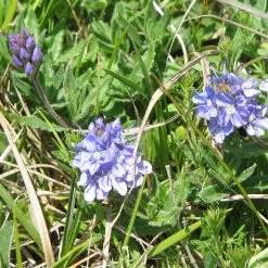 FuturePlanter Niederliegender Ehrenpreis (Veronica Prostrata) Alle Pflanzen Im Shop