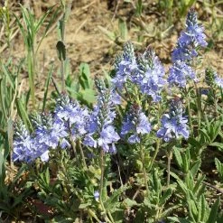 FuturePlanter Niederliegender Ehrenpreis (Veronica Prostrata) Alle Pflanzen Im Shop
