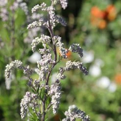 FuturePlanter Beifuss (Artemisia Vulgaris) Alle Pflanzen Im Shop