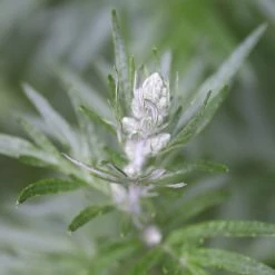 FuturePlanter Beifuss (Artemisia Vulgaris) Alle Pflanzen Im Shop