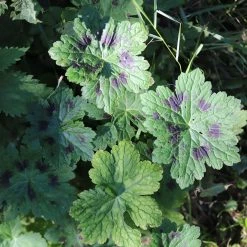 FuturePlanter Alle Pflanzen Im Shop Brauner Storchschnabel (Geranium Phaeum)