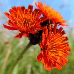 FuturePlanter Alle Pflanzen Im Shop Orangerotes Habichtskraut (Hieracium Aurantiacum)