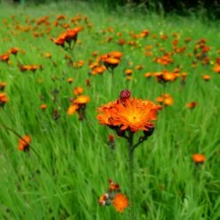 FuturePlanter Alle Pflanzen Im Shop Orangerotes Habichtskraut (Hieracium Aurantiacum)