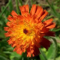 FuturePlanter Alle Pflanzen Im Shop Orangerotes Habichtskraut (Hieracium Aurantiacum)