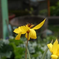 FuturePlanter Weinberg-Tulpe (Tulipa Sylvestris)
