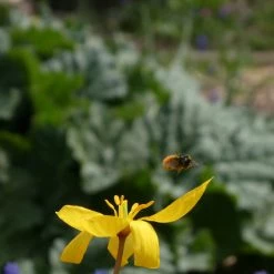 FuturePlanter Weinberg-Tulpe (Tulipa Sylvestris)
