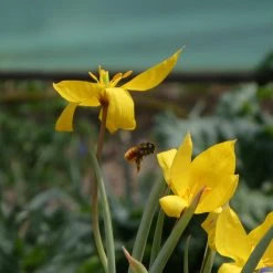 FuturePlanter Weinberg-Tulpe (Tulipa Sylvestris)