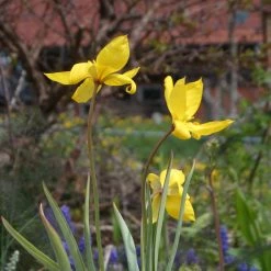 FuturePlanter Weinberg-Tulpe (Tulipa Sylvestris)