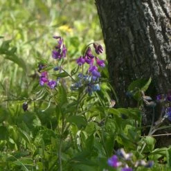 FuturePlanter Alle Pflanzen Im Shop Frühlings-Platterbse (Lathyrus Vernus)