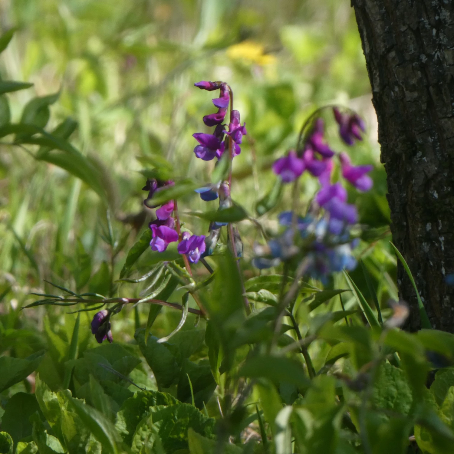 FuturePlanter Alle Pflanzen Im Shop Frühlings-Platterbse (Lathyrus Vernus) 5 FuturePlanter Alle Pflanzen Im Shop Frühlings-Platterbse (Lathyrus Vernus)