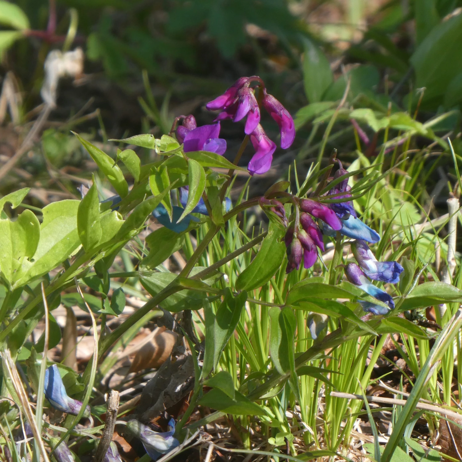 FuturePlanter Alle Pflanzen Im Shop Frühlings-Platterbse (Lathyrus Vernus) 2 FuturePlanter Alle Pflanzen Im Shop Frühlings-Platterbse (Lathyrus Vernus)