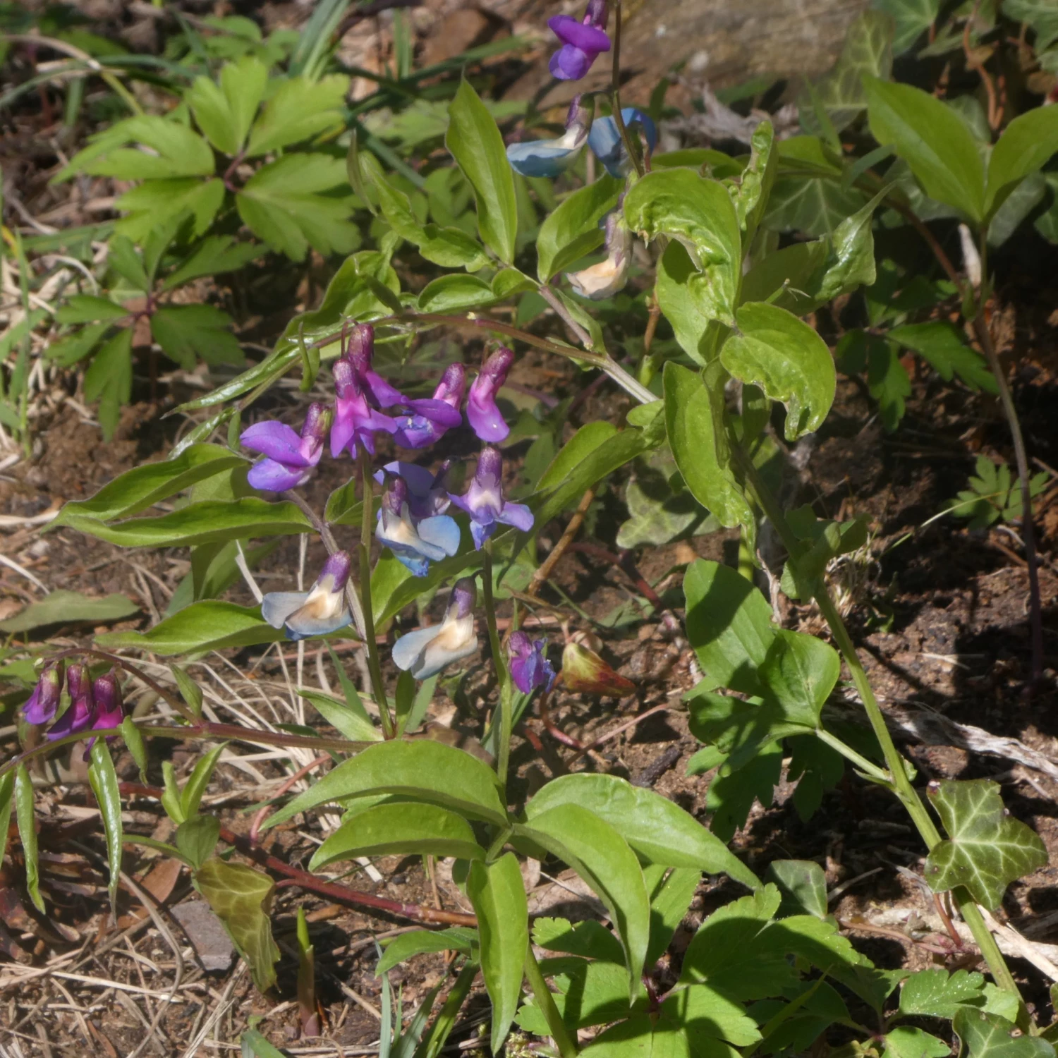 FuturePlanter Alle Pflanzen Im Shop Frühlings-Platterbse (Lathyrus Vernus) 7 FuturePlanter Alle Pflanzen Im Shop Frühlings-Platterbse (Lathyrus Vernus)