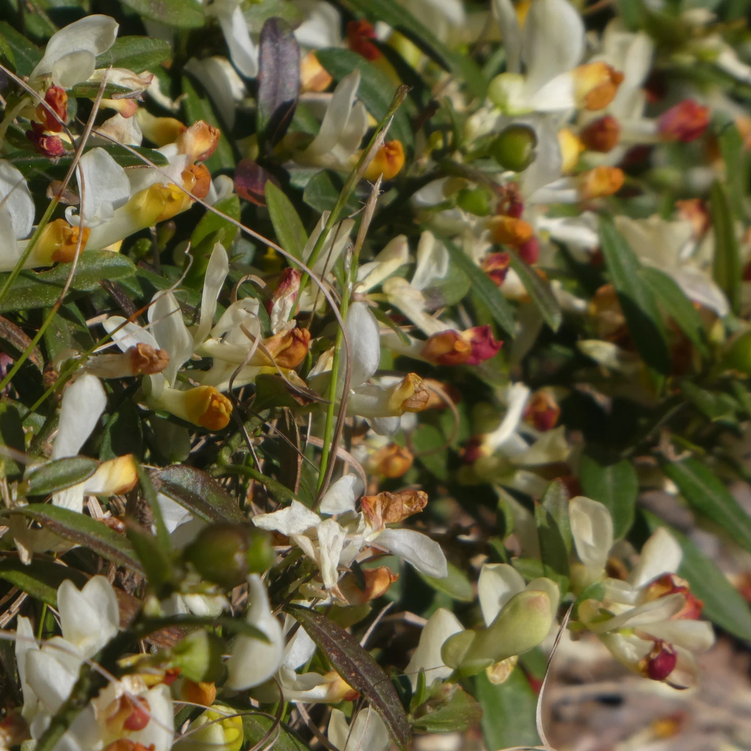 FuturePlanter Buchsblättrige Kreuzblume (Polygala Chamaebuxus) Alle Pflanzen Im Shop 6 FuturePlanter Buchsblättrige Kreuzblume (Polygala Chamaebuxus) Alle Pflanzen Im Shop